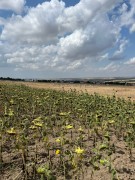 S�L�VR� BALABANDA V�LLALARIN D�B�NDE SATILIK ARSA - 45